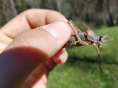 Ephippiger persicarius