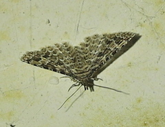 Alucita desmodactyla