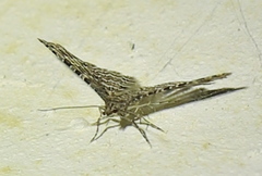 Alucita desmodactyla