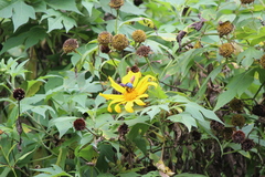 Tithonia diversifolia