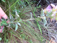 Podalyria sericea