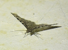Alucita desmodactyla