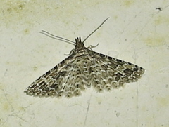 Alucita desmodactyla