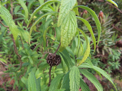 Leonotis leonurus