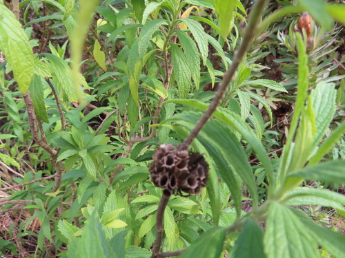 Leonotis leonurus
