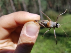 Ephippiger persicarius