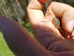 Ephippiger persicarius