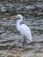 Ardea alba modesta