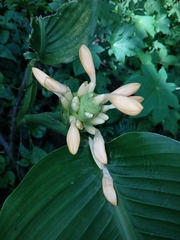 Goeppertia marantifolia