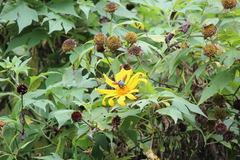 Tithonia diversifolia