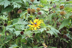 Tithonia diversifolia