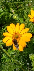 Acmaeodera haemorrhoa