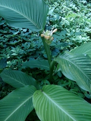 Goeppertia marantifolia
