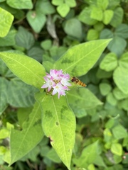 Persicaria thunbergii