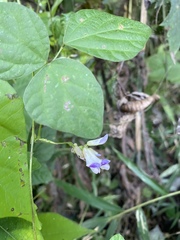 Amphicarpaea edgeworthii