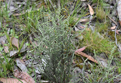 Olearia lanuginosa