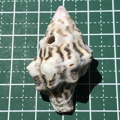 Latirus belcheri
