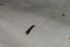 Mystacides longicornis