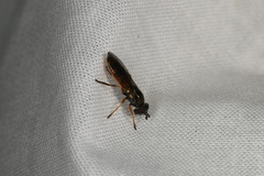 Pyrophaena granditarsis