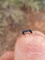 Iridomyrmex lividus