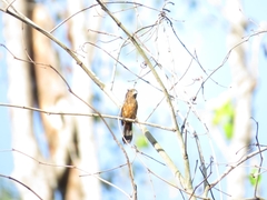 Sporophila angolensis