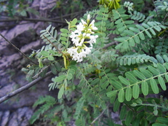 Eysenhardtia orthocarpa
