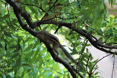 Funambulus palmarum