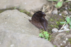 Junonia iphita