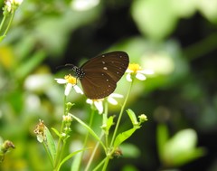 Euploea tulliolus ledereri