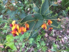 Daviesia cordata