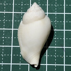 Gibberulus gibberulus