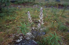 Castilleja lapponica