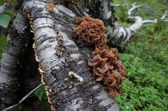 Phaeotremella foliacea