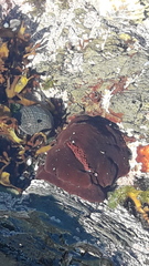 Actinia equina