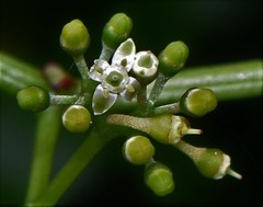 Cissus elongata