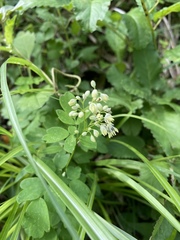 Thalictrum minus hypoleucum