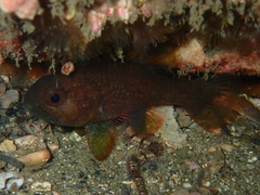 Vincentia novaehollandiae