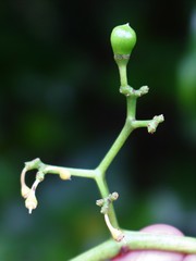 Cissus elongata