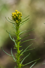 Chrysocephalum semipapposum