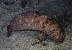 Stichopus