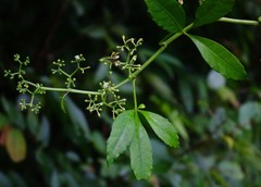 Cissus elongata