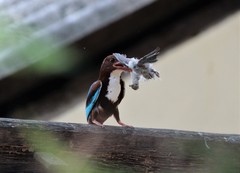 Halcyon smyrnensis