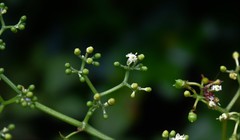 Cissus elongata