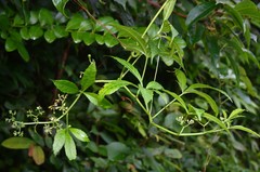 Cissus elongata