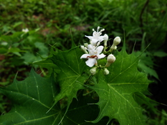 Cnidoscolus angustidens