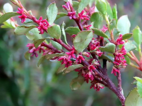 African Boxwood