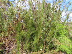 Restio subverticillatus