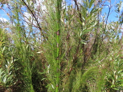 Restio subverticillatus