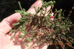 Erica leucopelta