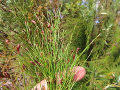 Restio subverticillatus